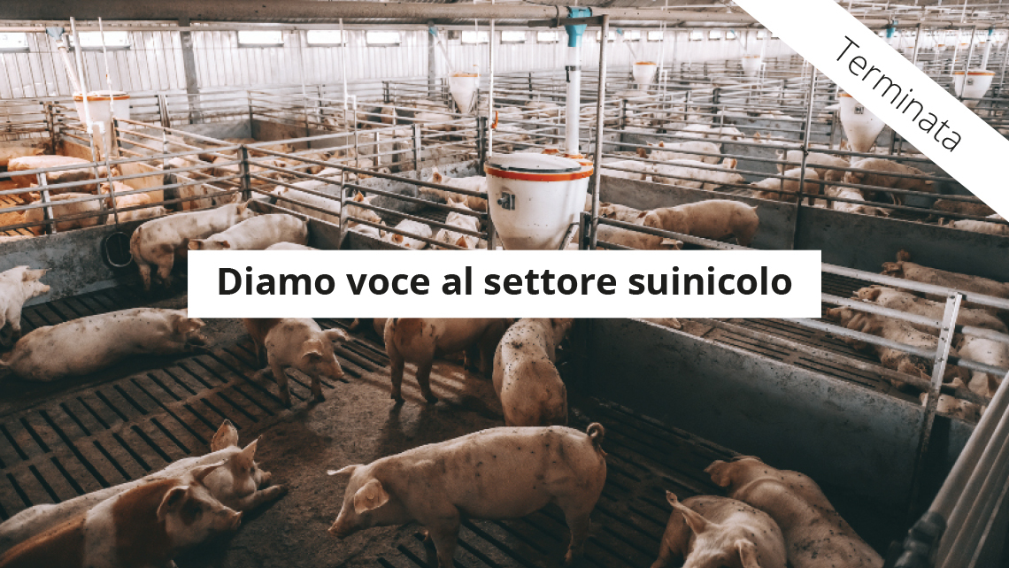 Know How Campagna Settore Suinicolo